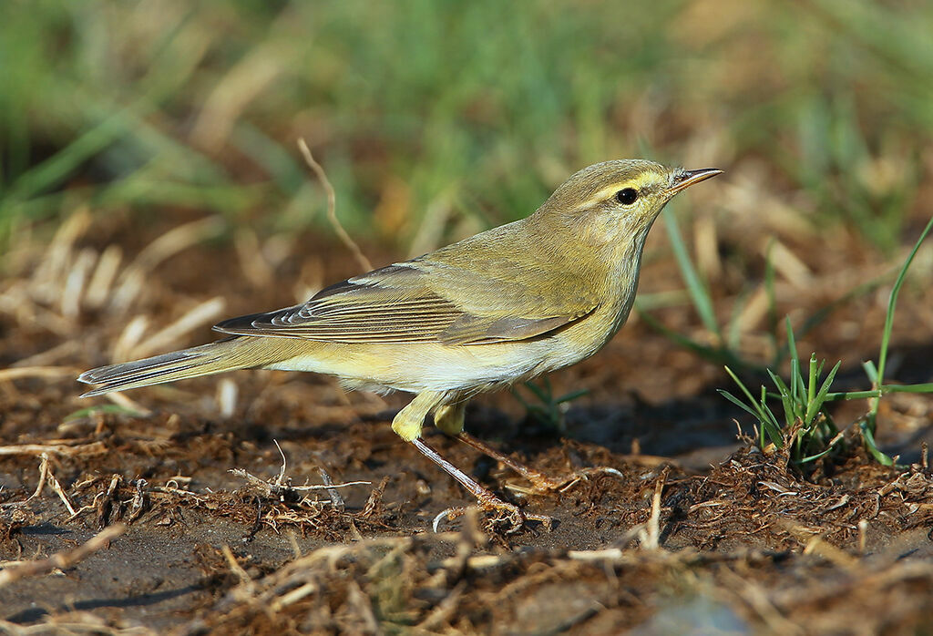 Willow Warbler