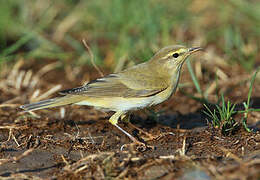 Willow Warbler