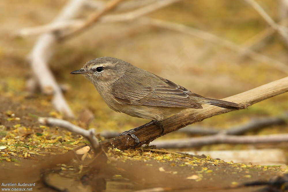 Plain Leaf Warbler, identification