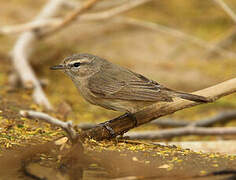 Plain Leaf Warbler