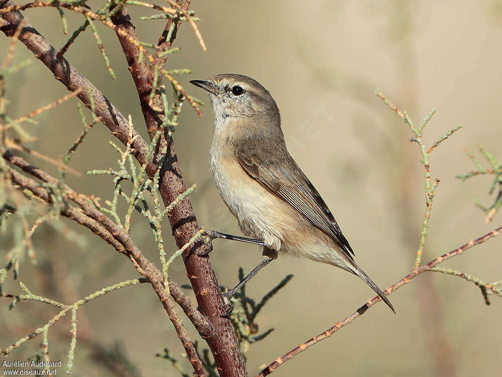 Plain Leaf Warbler, identification