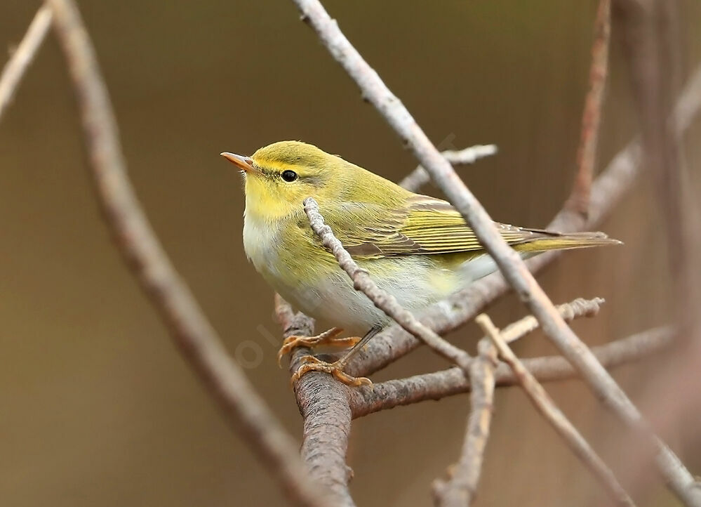 Wood Warbler, identification