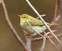 Wood Warbler