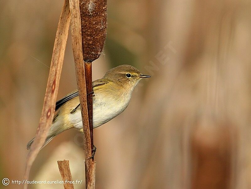 Common Chiffchaff