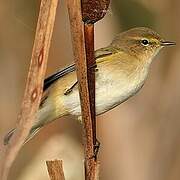 Common Chiffchaff