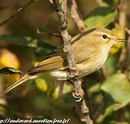 Common Chiffchaff