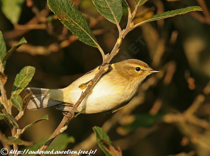 Common Chiffchaff