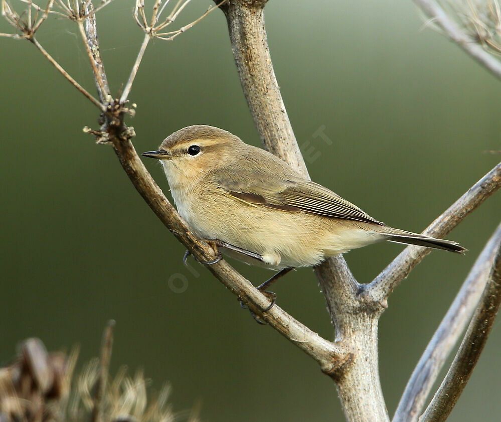 Common Chiffchaff, identification