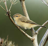 Common Chiffchaff