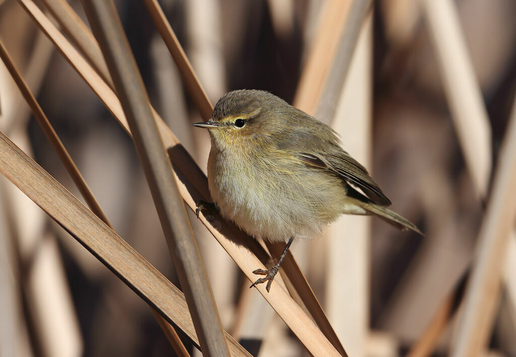 Pouillot véloce, identification