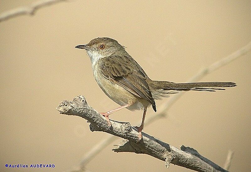 Graceful Prinia