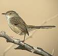 Prinia gracile