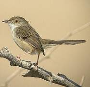 Prinia gracile