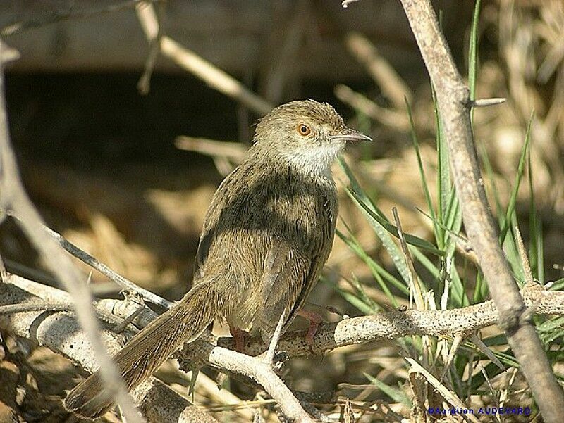 Graceful Prinia