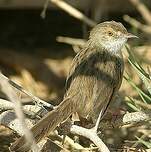 Prinia gracile