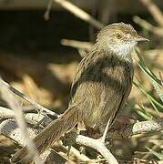 Graceful Prinia