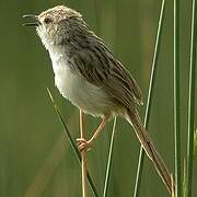 Graceful Prinia