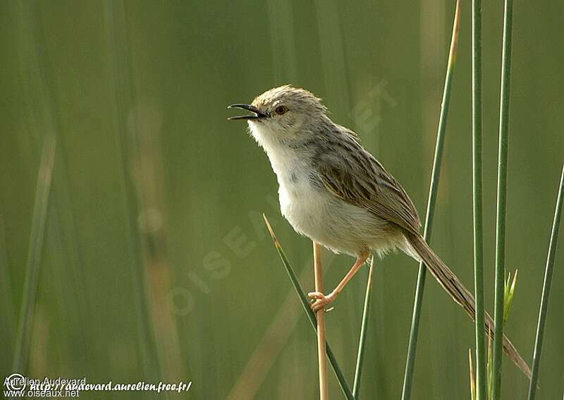 Graceful Prinia male adult