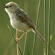 Graceful Prinia