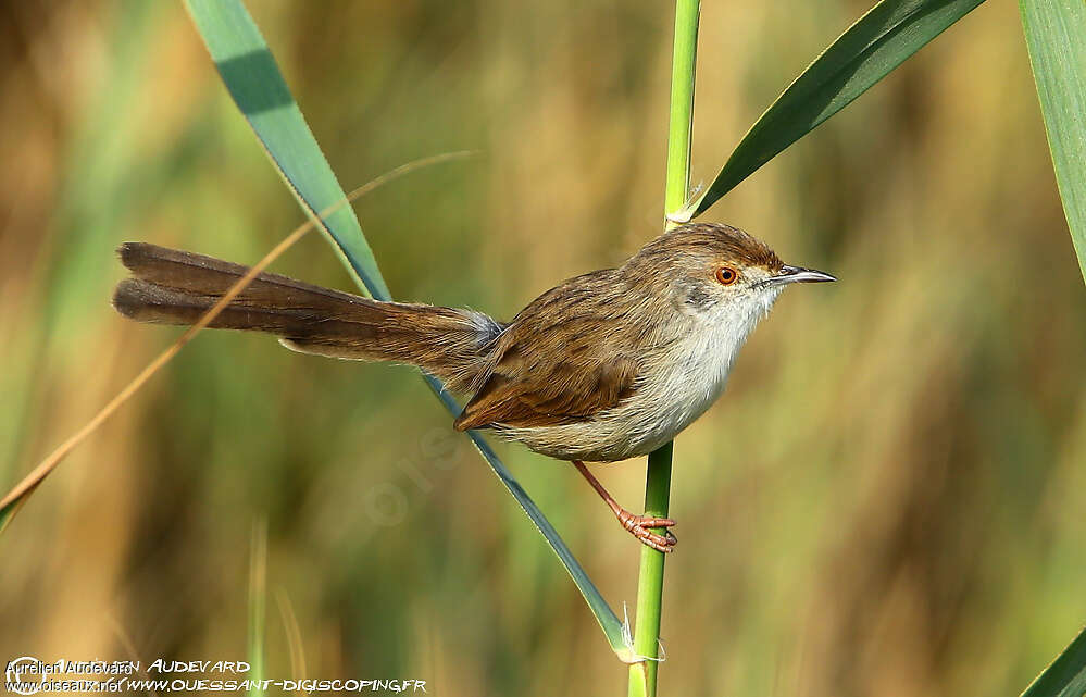 Prinia gracileadulte, Comportement