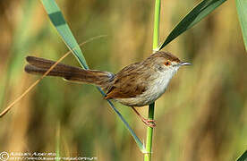 Prinia gracile