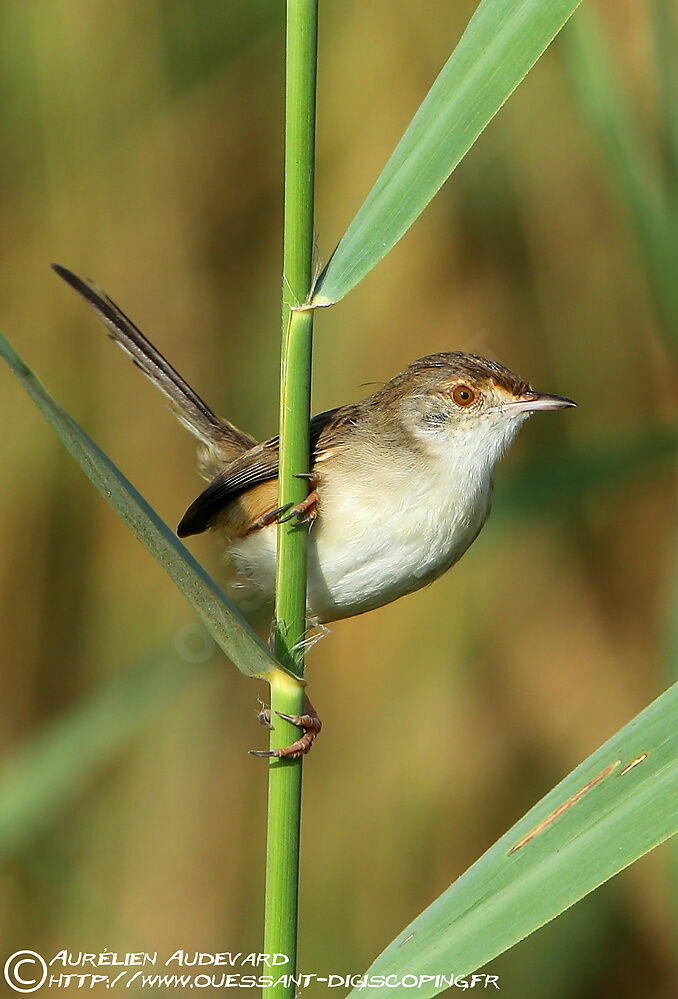 Prinia gracile, identification