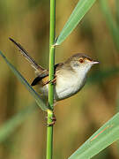 Graceful Prinia