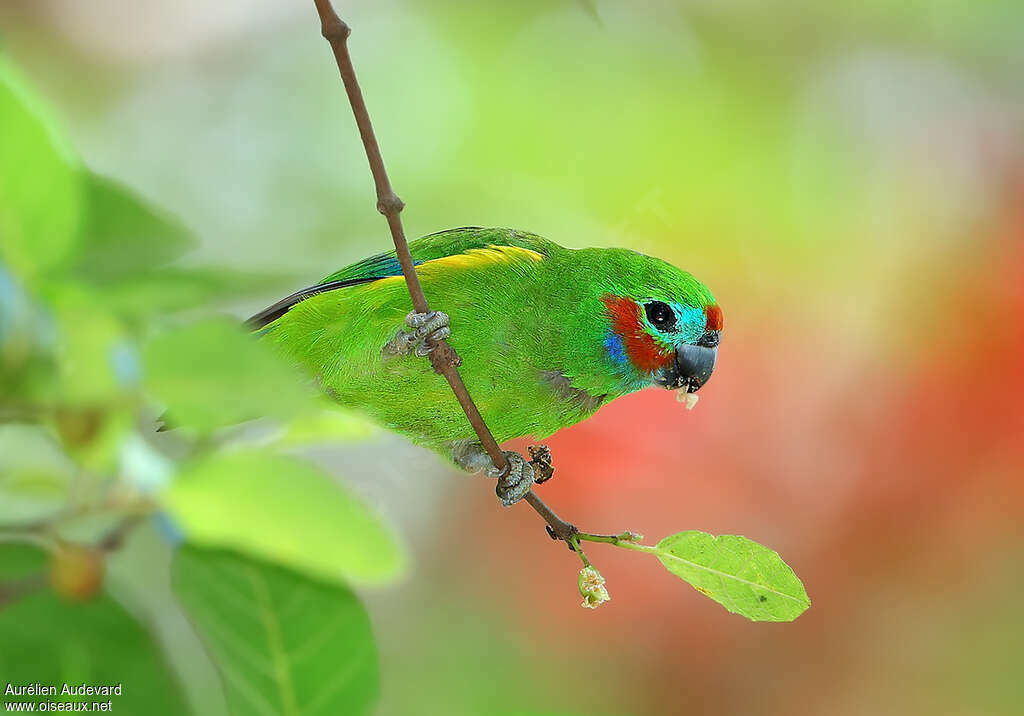 Double-eyed Fig Parrot male adult, identification