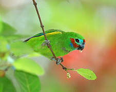 Double-eyed Fig Parrot