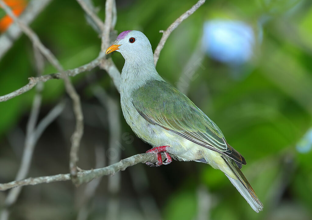 Atoll Fruit Doveadult, identification