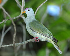 Atoll Fruit Dove