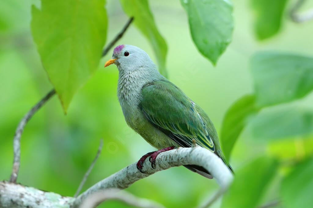 Atoll Fruit Dove