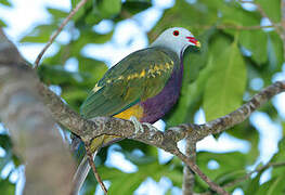 Wompoo Fruit Dove