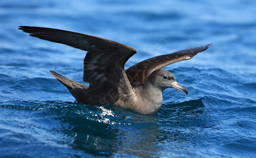 Flesh-footed Shearwater