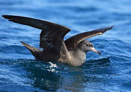 Flesh-footed Shearwater