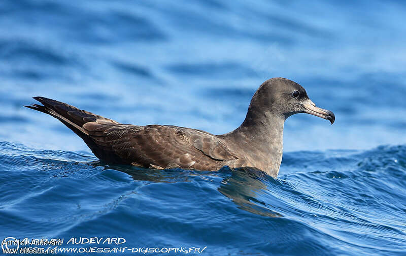 Flesh-footed Shearwater, identification