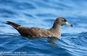 Flesh-footed Shearwater