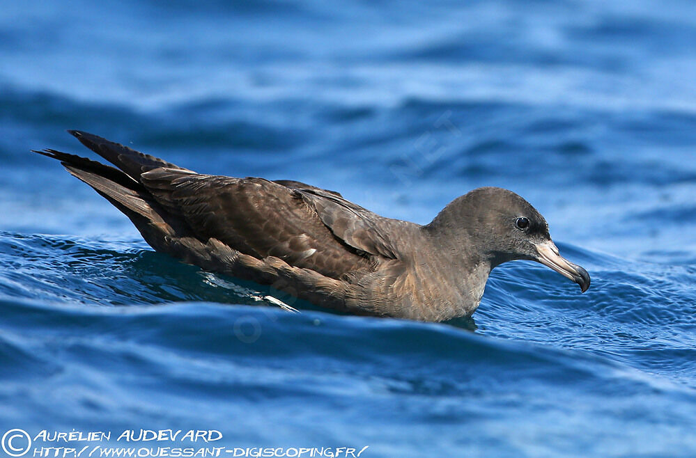 Flesh-footed Shearwater