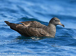 Flesh-footed Shearwater