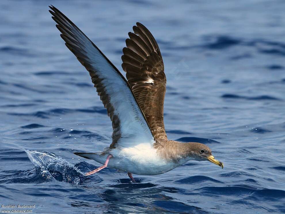 Scopoli's Shearwateradult, pigmentation, Flight