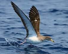 Scopoli's Shearwater