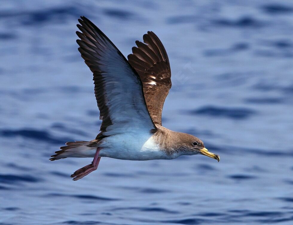 Scopoli's Shearwateradult