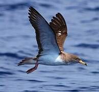 Scopoli's Shearwater