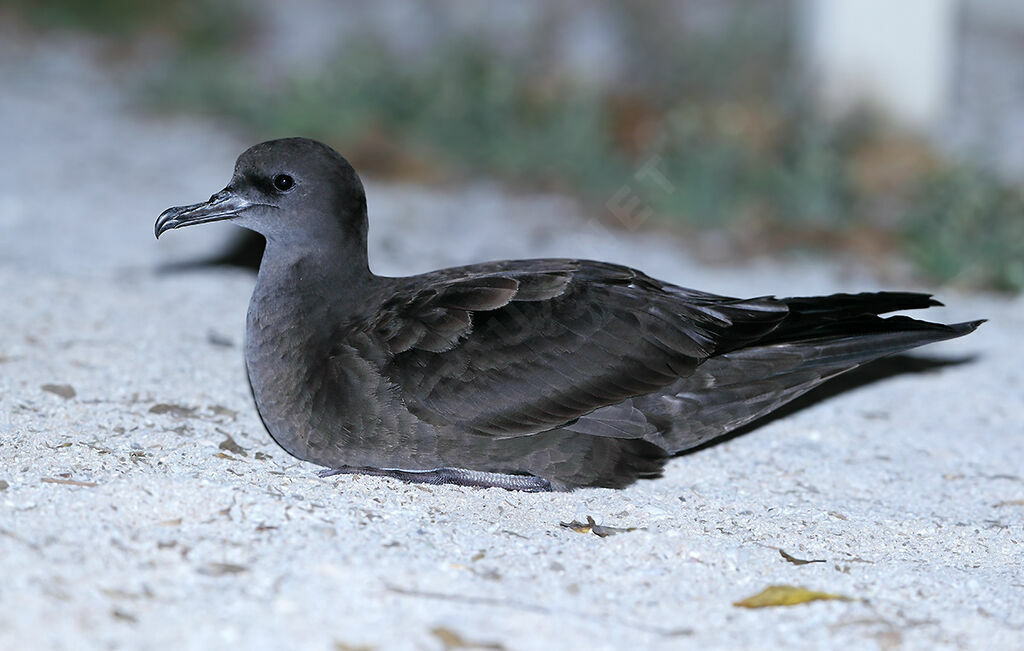 Wedge-tailed Shearwateradult, identification