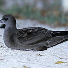 Puffin fouquet