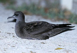 Wedge-tailed Shearwater