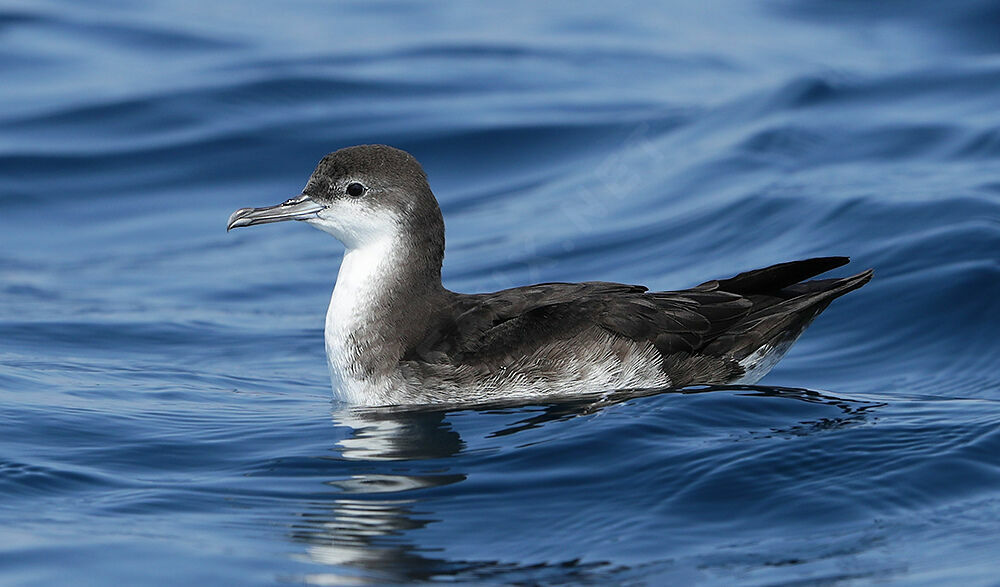 Persian Shearwater