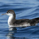 Puffin persique