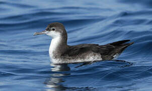 Persian Shearwater