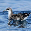 Puffin persique